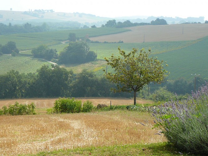 Mosaïque champêtre de la vallée de l'Auvignon