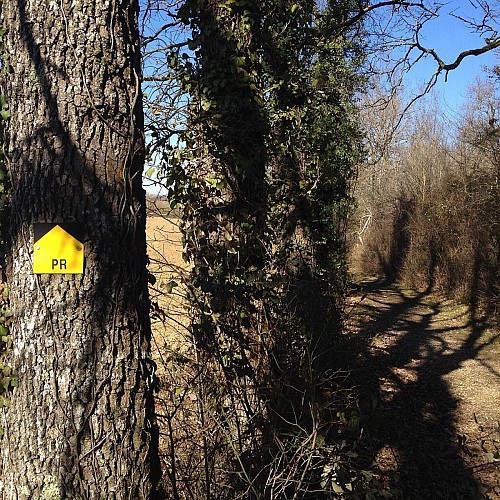 Chemin dans une haie champêtre