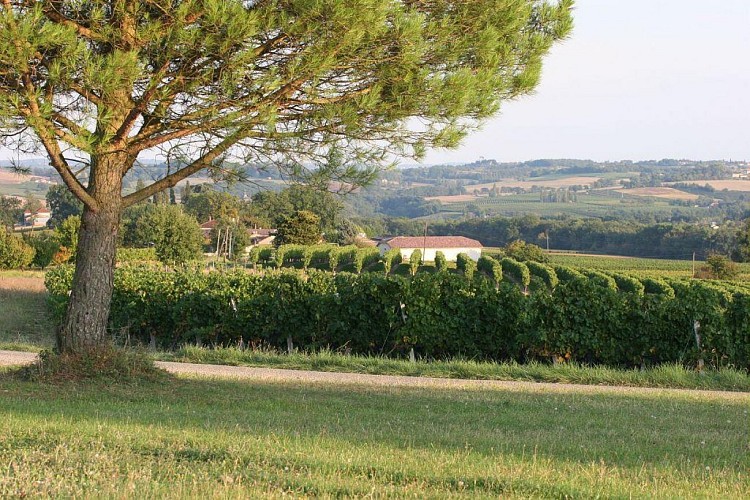 Paysage de vignes