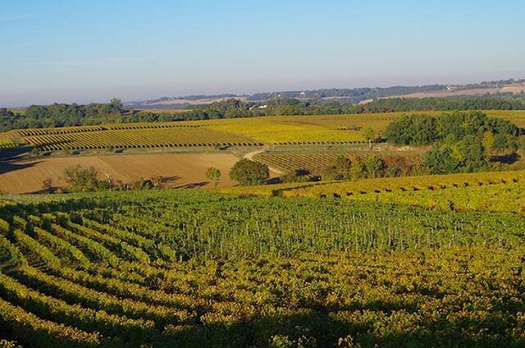 Paysage de vignes