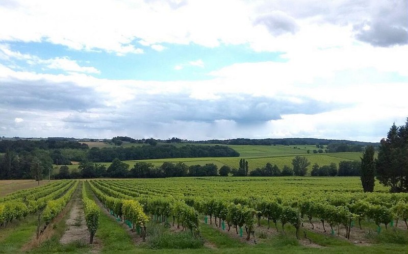 Au coeur du vignoble Armagnac-Gascogne