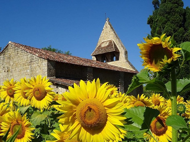 Tournesols de l'église romane Sainte-Quitterie de Laspeyre 