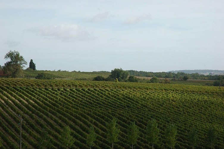 Vignoble Armagnac-Gascogne