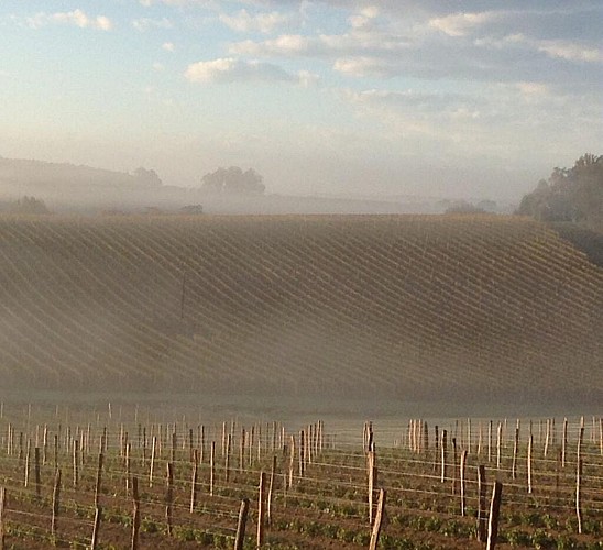 Vignoble Armagnac-Gascogne d'automne