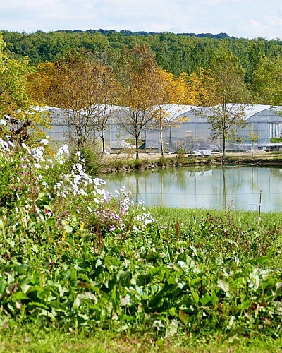 Serres hydroponiques des Sourciers