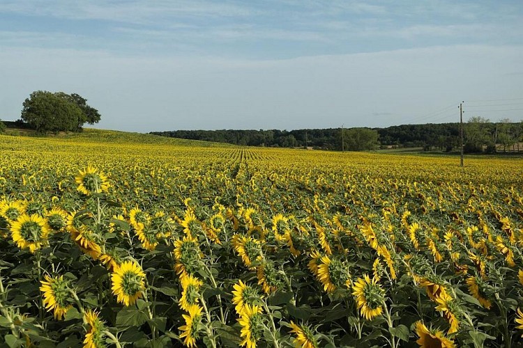 Campagne de Lauraët