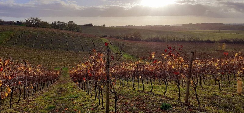 Paysage viticole à Lagardère