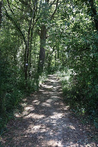 Dans le bois de Lagardère