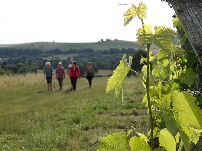 Balade dans les vignes