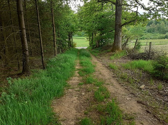 forêt Libramont
