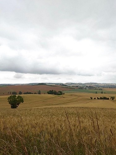 Paysage champêtre 