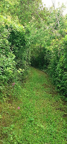 Orchidées sauvages sur le sentier