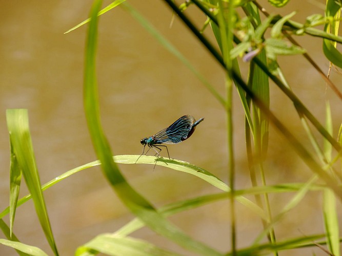 Une biodiversité à découvrir (Caloptéryx éclatant)