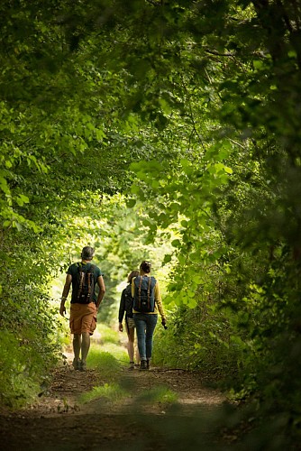 Chemin forestier