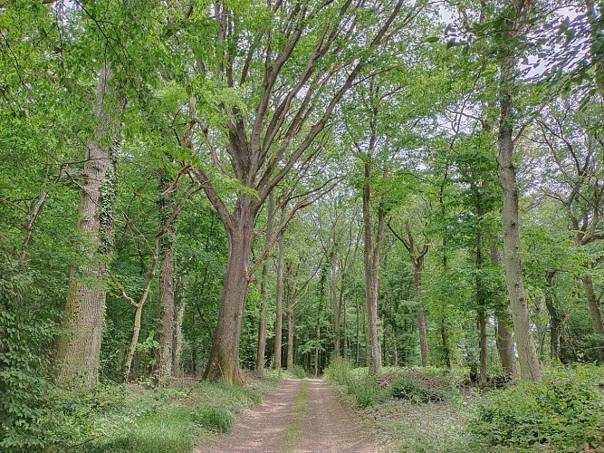 Balades Vertes Blanzy : bois du Chalumeau