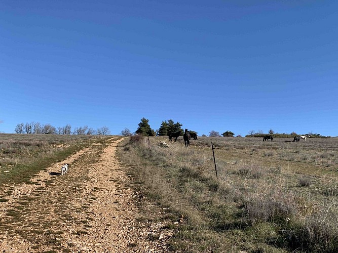 VTT n°15 - Les lavandes de Ballagros