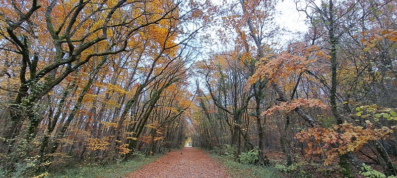 haies de Villefagnan