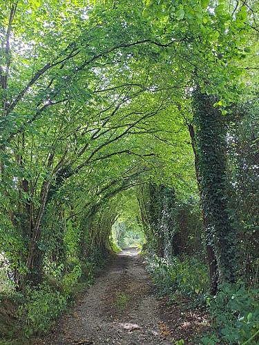 Nobles Logis (Dancé)