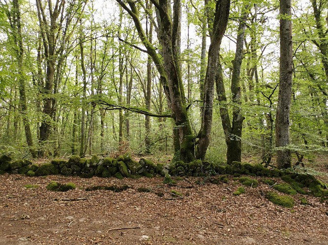 Circuit Pédestre N°19 CC : "Chamberaud et les Combes"