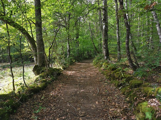 Circuit Pédestre N°19 CC : "Chamberaud et les Combes"