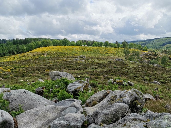 IMG_20190615_161712 (Large)