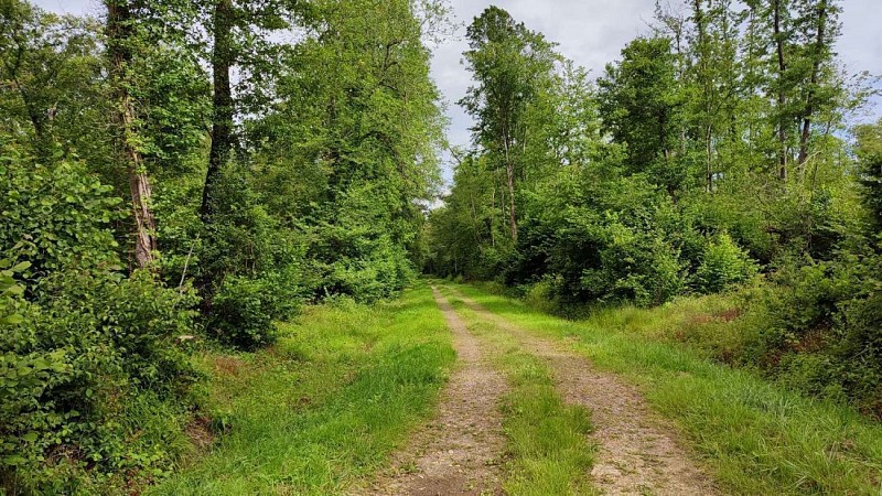 Chemin en forêt | Côtes de Meuse