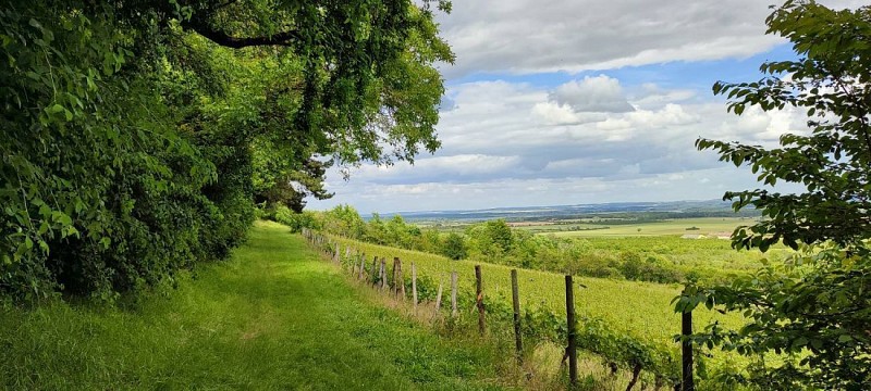 La vigne des Côtes | Meuse Lorraine