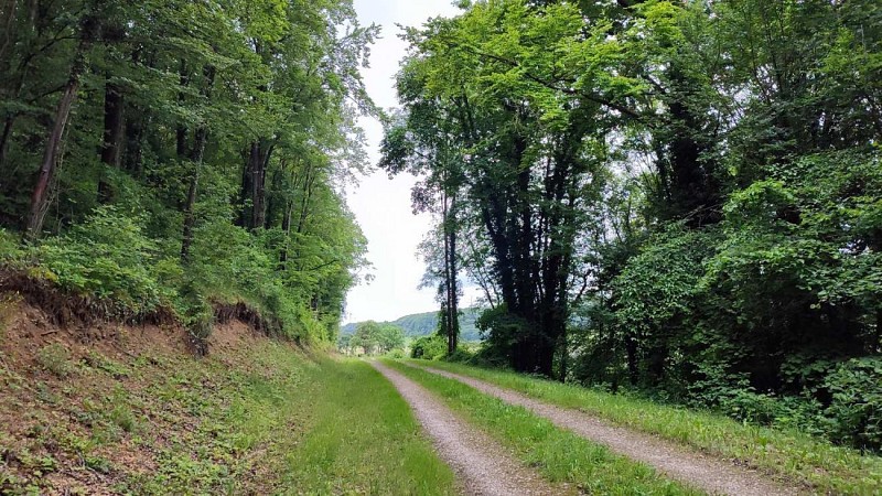 Route forestiere - Varnéville | Meuse