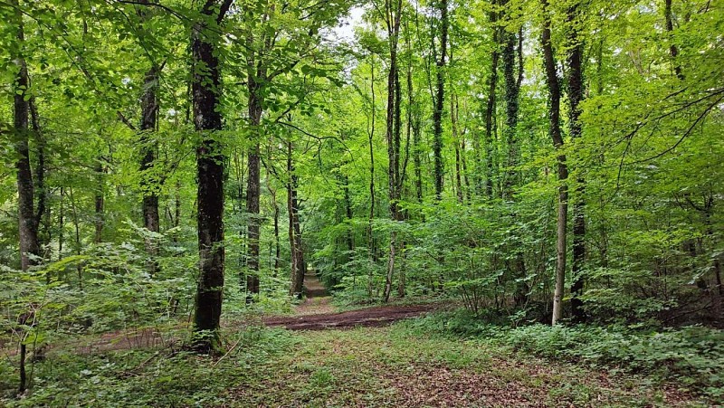 Chemins en forêts des Côtes de Meuse