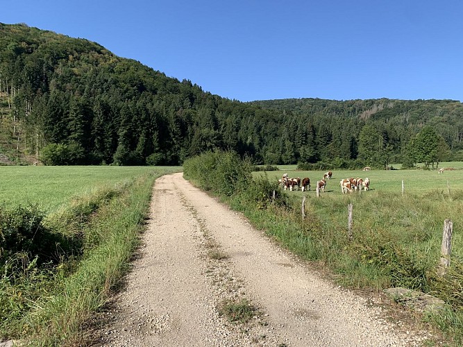 Sentier de randonnée - Boucle de Maillat