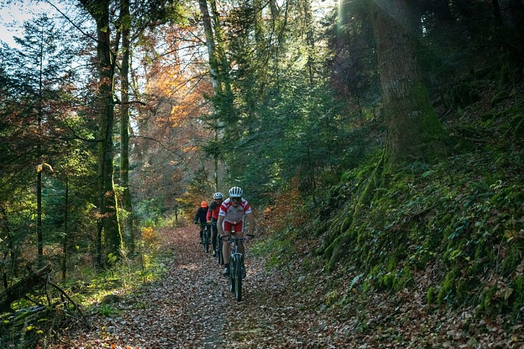 Passage en sous bois
