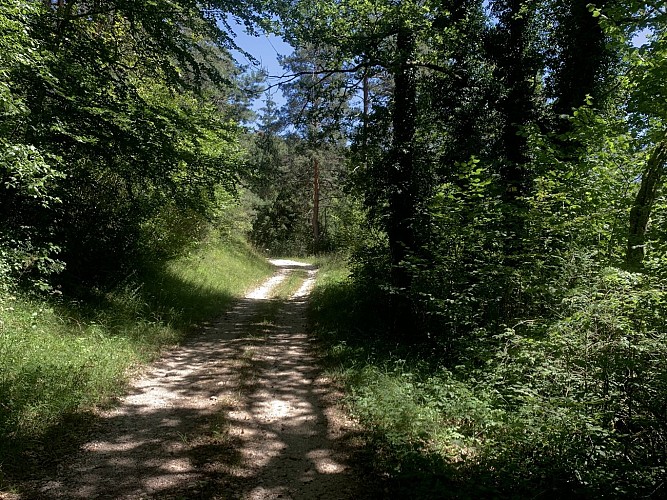 Le sentier du Bois de Ban