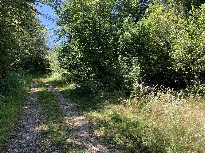 Le sentier du Bois de Ban
