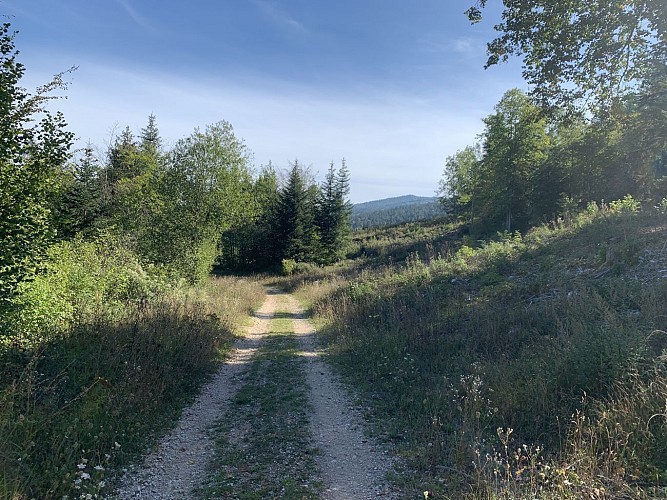 La Forêt de Niermes