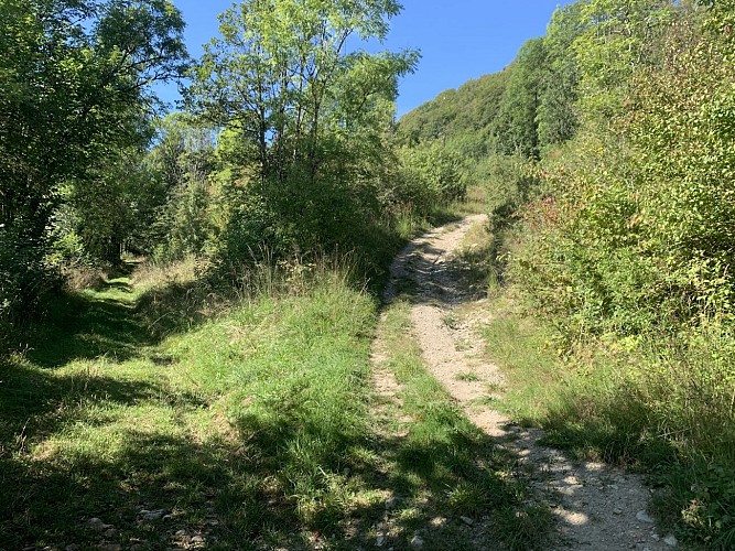 La Forêt de Niermes