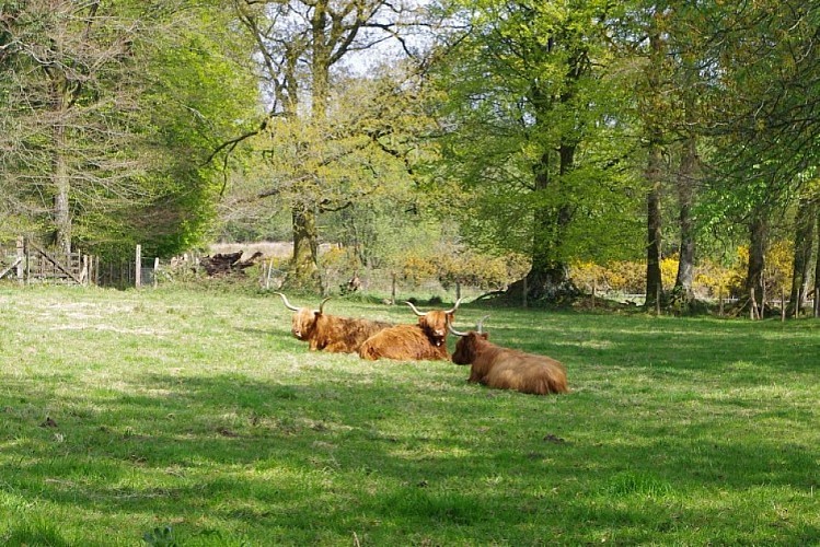 La Tourbière de la Lande Mouton