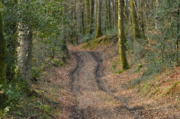 Circuit pédestre N°58 : "L'Or des Gaulois"