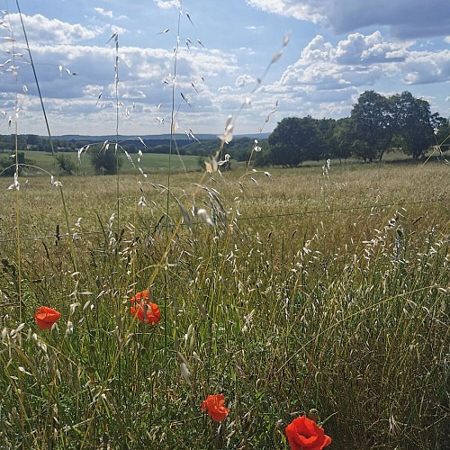 Circuit Les Mas du Causse