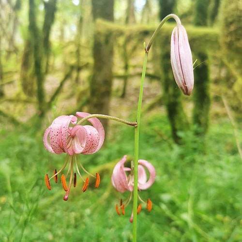 Circuit Les Mas du Causse