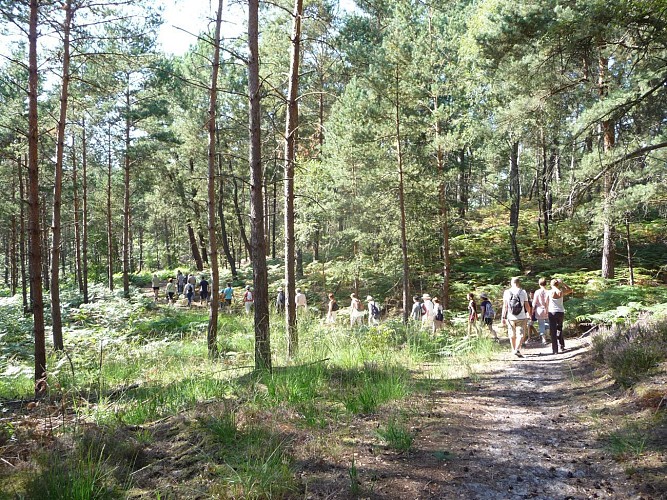 Wald von Ermenonville, im Wald der Abteien