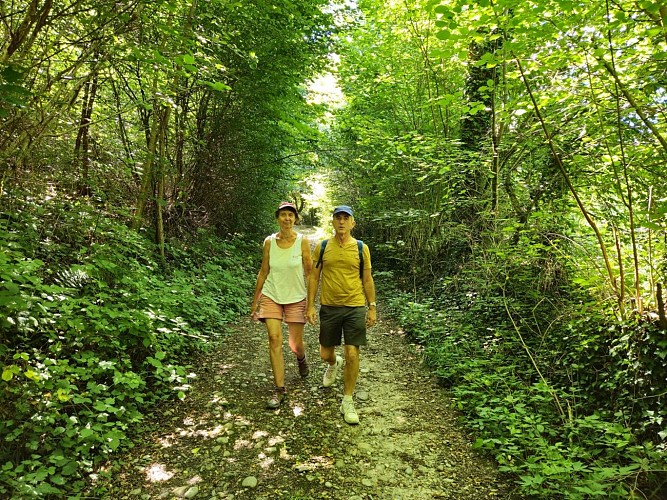 Tire-Gerbe forest_Rochetoirin