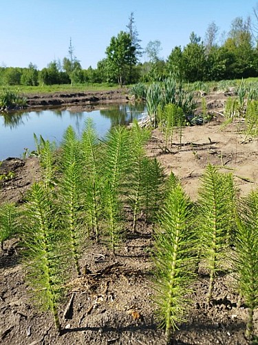 Hondainville photo 1