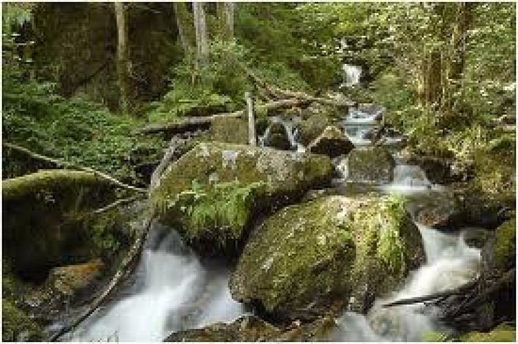 les gorges de la Canche
