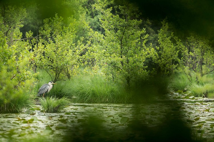 Malseroud marsh and pond