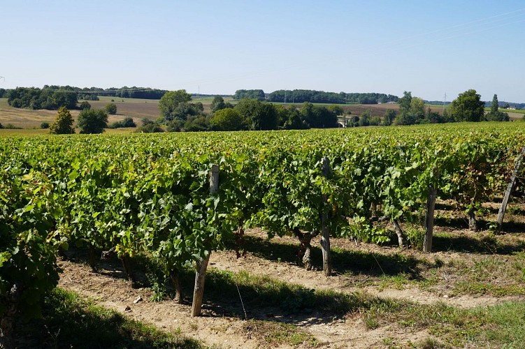 Vignes