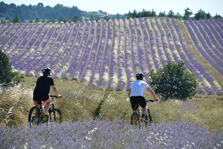 Circuit VTT n°8 - Terre de lavande