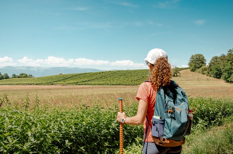 Chemin de Compostelle - Frontière France-Suisse - Saint-Julien-en-Genevois