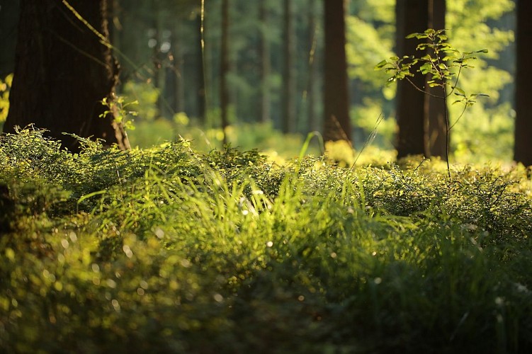 PR 3 - La forêt de Trémouille