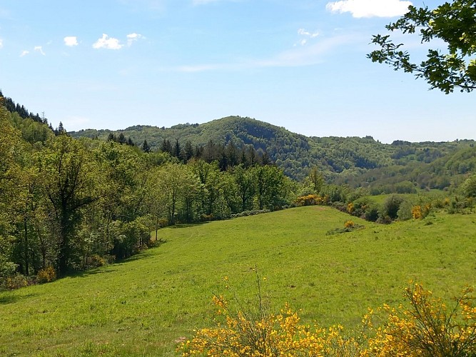 PR 8 - Le Chemin des Chats_Champs-sur-Tarentaine-Marchal