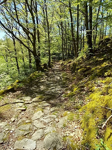 PR 8 - Le Chemin des Chats_Champs-sur-Tarentaine-Marchal